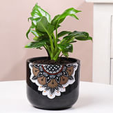 Same day Plants